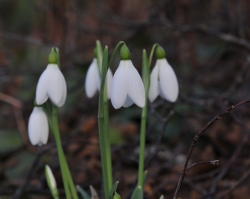 Galanthus John Long